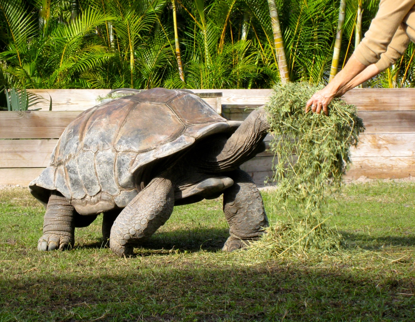 Aldabra Breeders