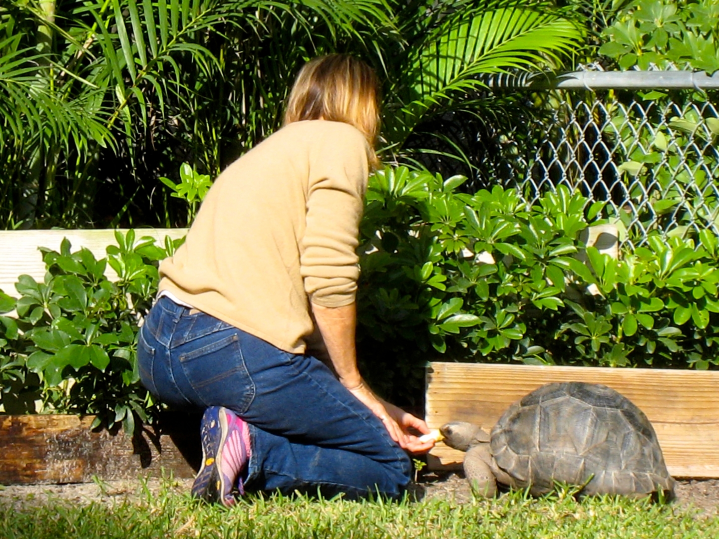 Aldabra Breeders
