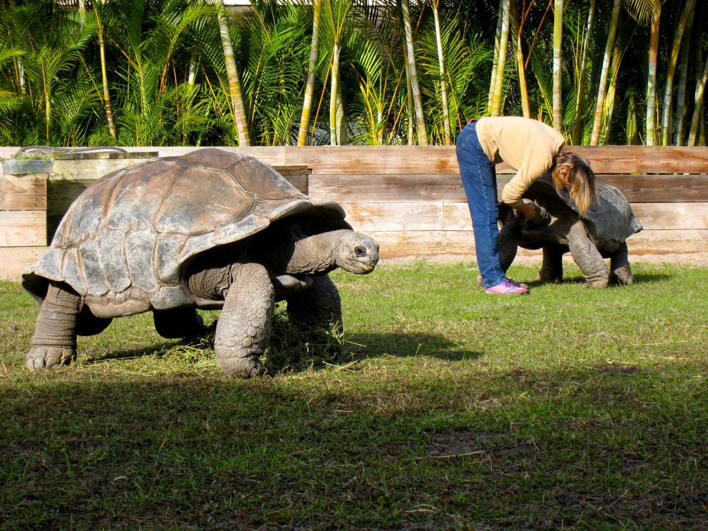 Aldabra Breeders