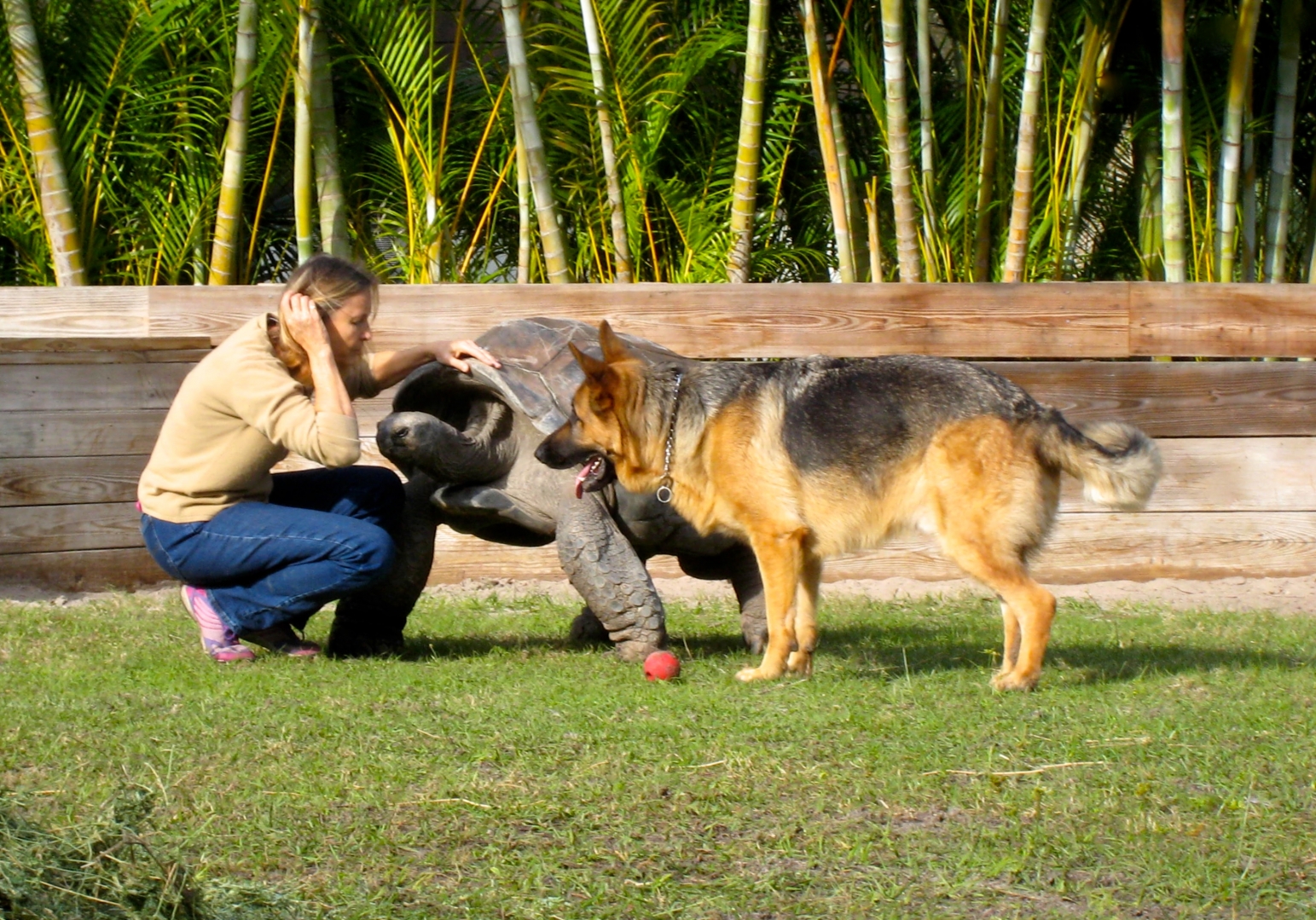 Aldabra Breeders