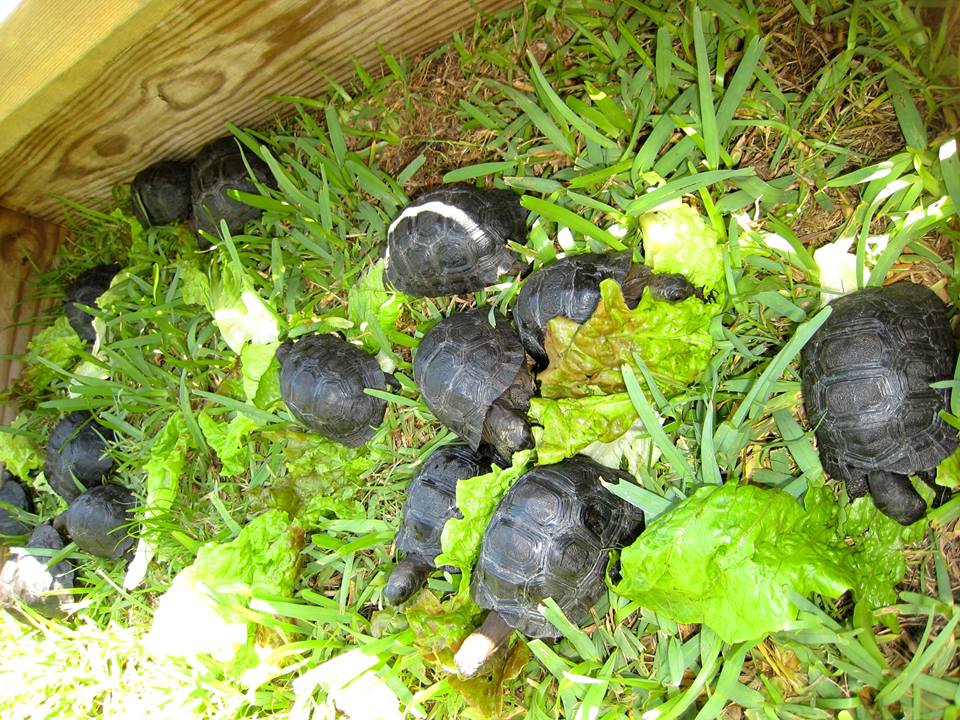 Aldabra Breeders