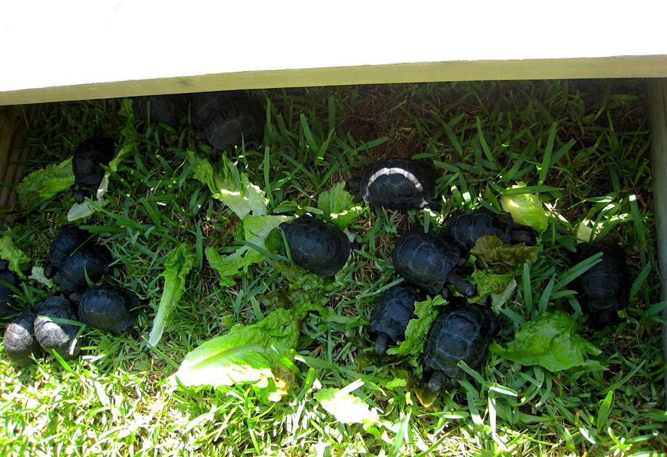 Aldabra Breeders