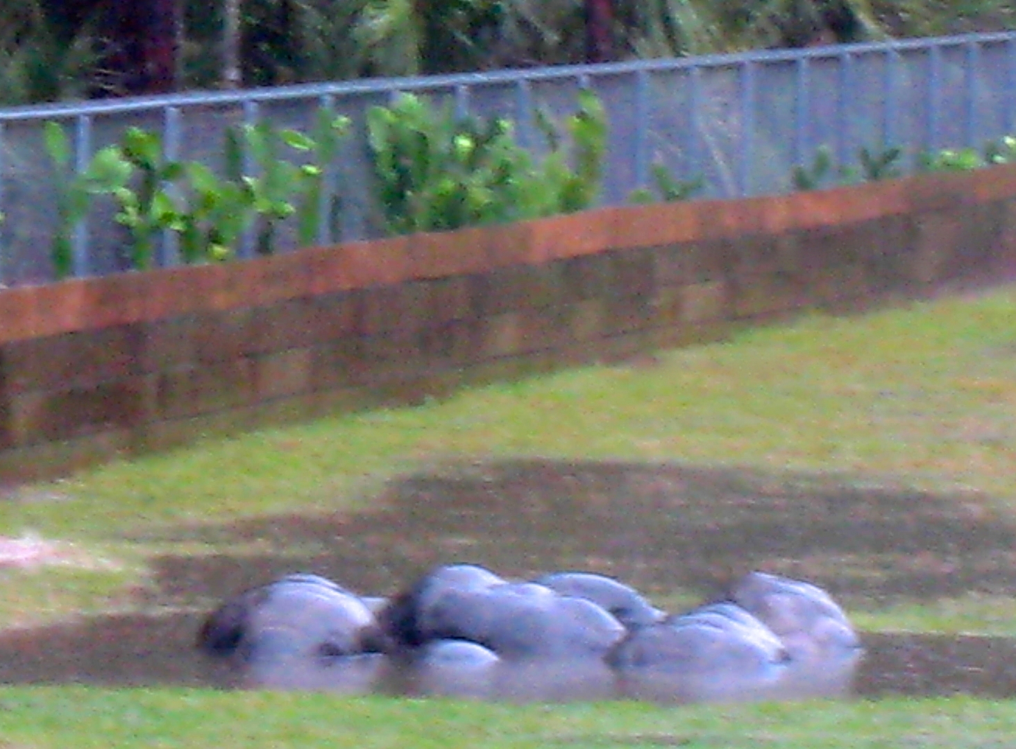 Aldabra Breeders