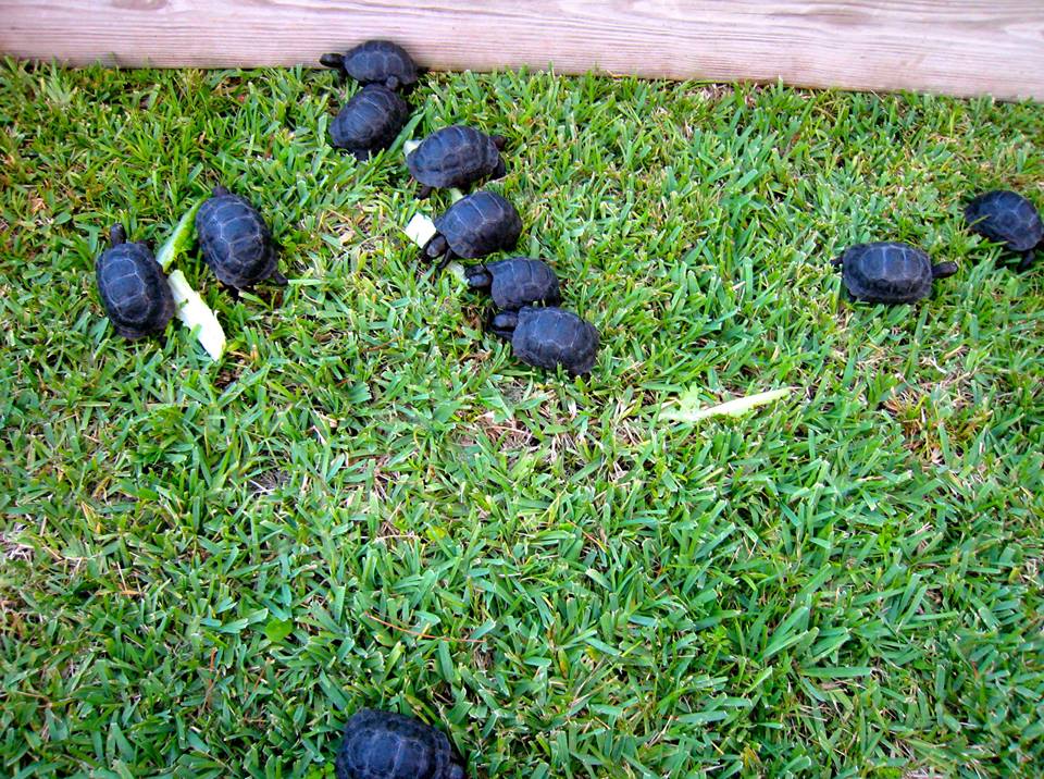 Aldabra Breeders