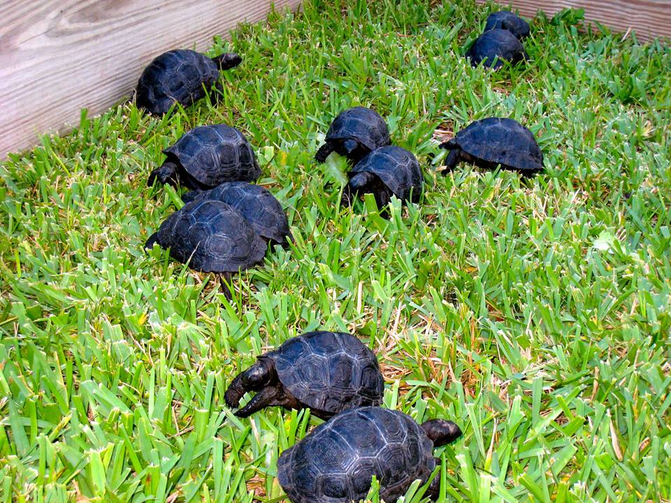 Aldabra Breeders