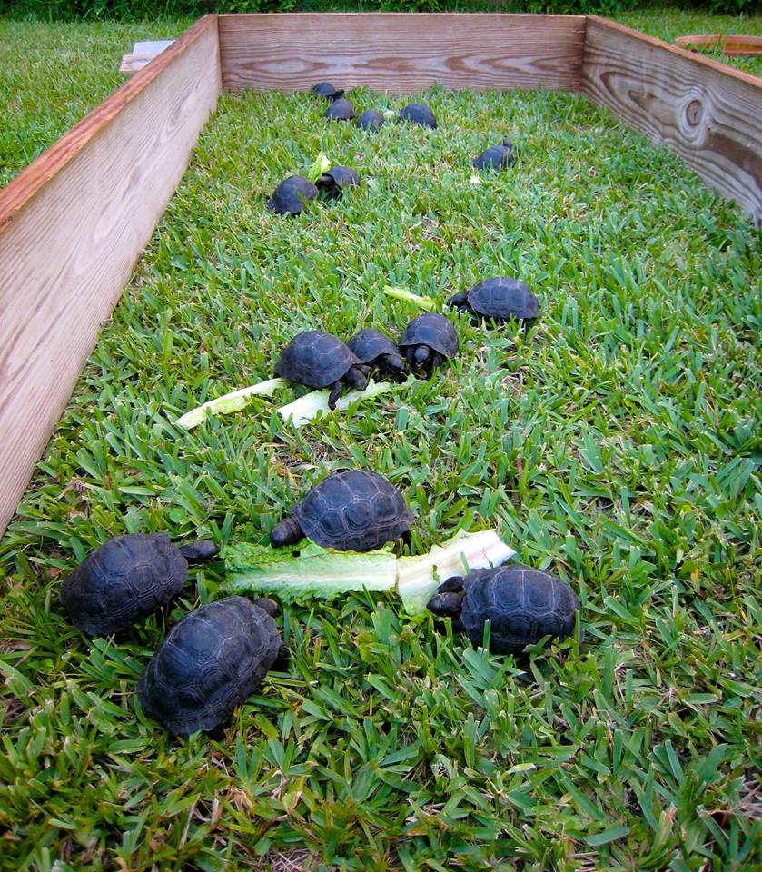 Aldabra Breeders