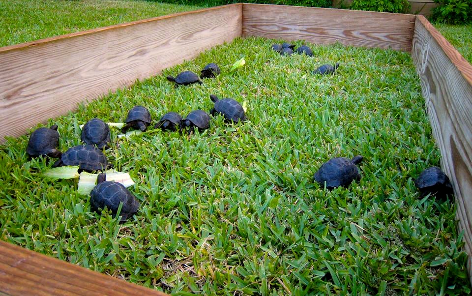Aldabra Breeders