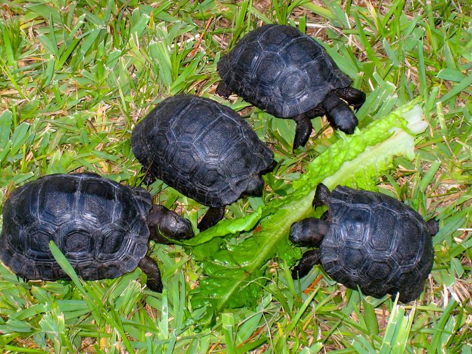 Aldabra Breeders