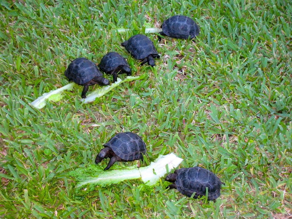 Aldabra Breeders