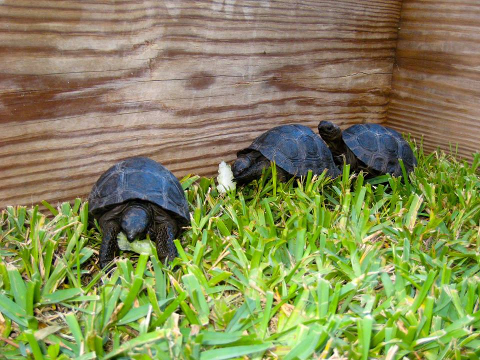 Aldabra Breeders