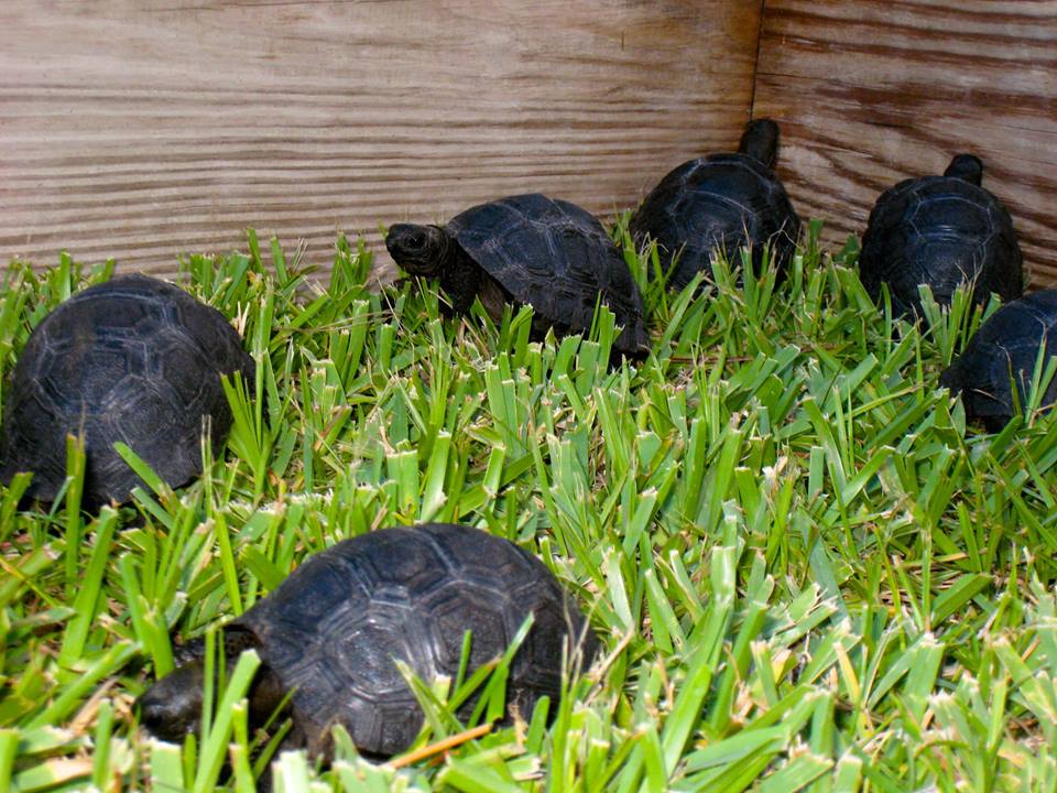 Aldabra Breeders