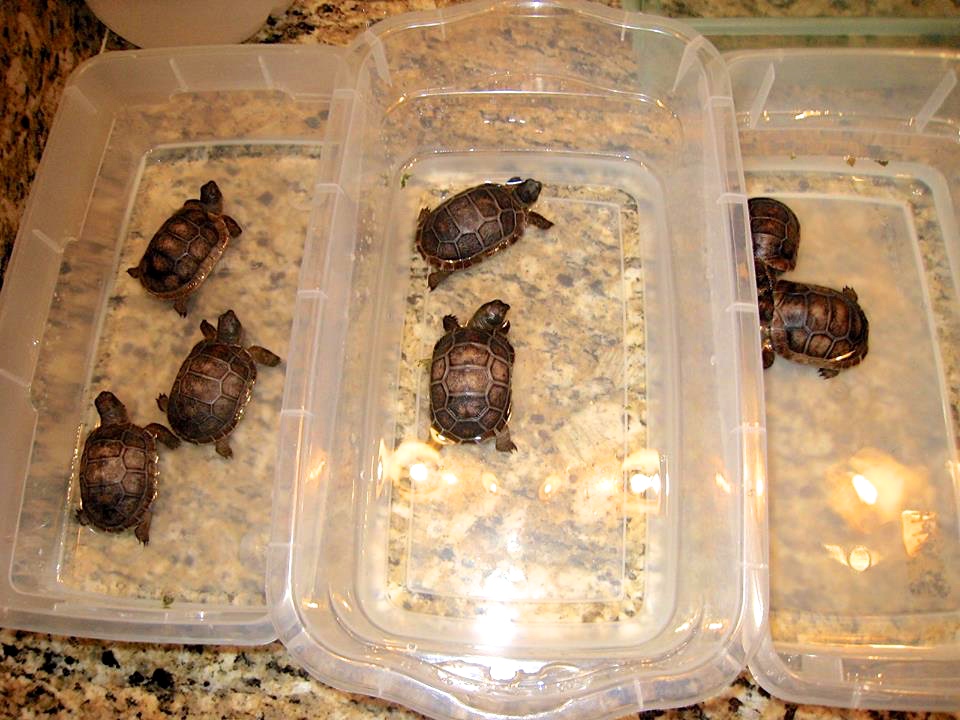 Aldabra Breeders