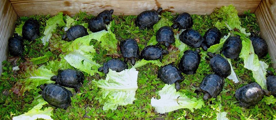 Aldabra Breeders