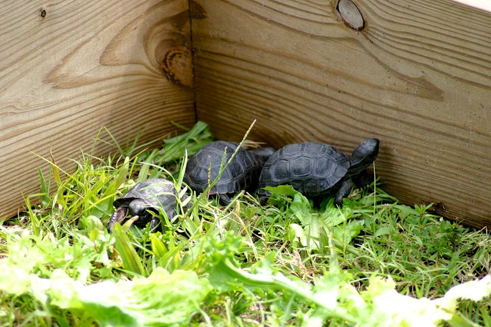 Aldabra Breeders