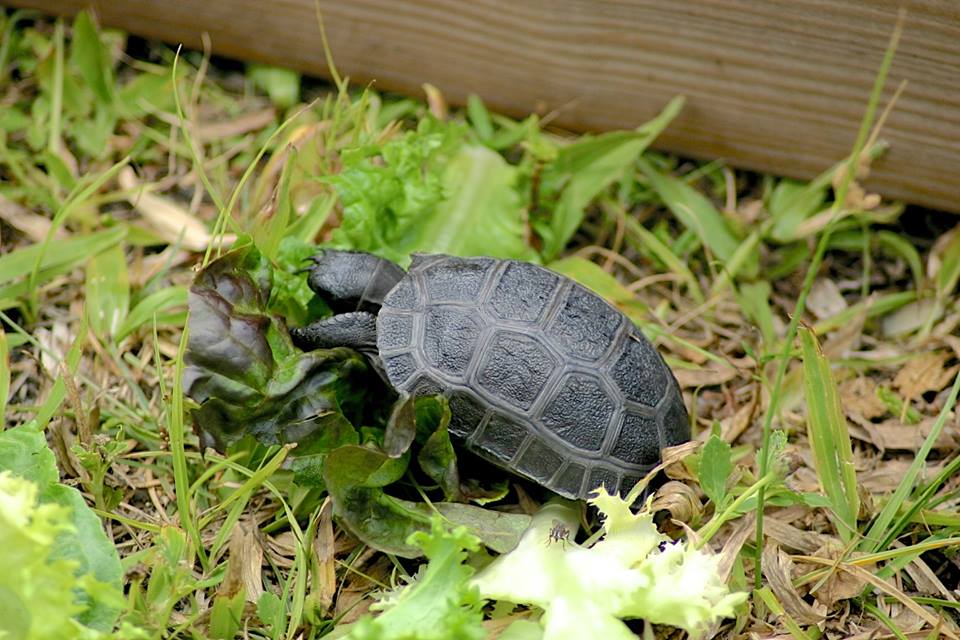 Aldabra Breeders