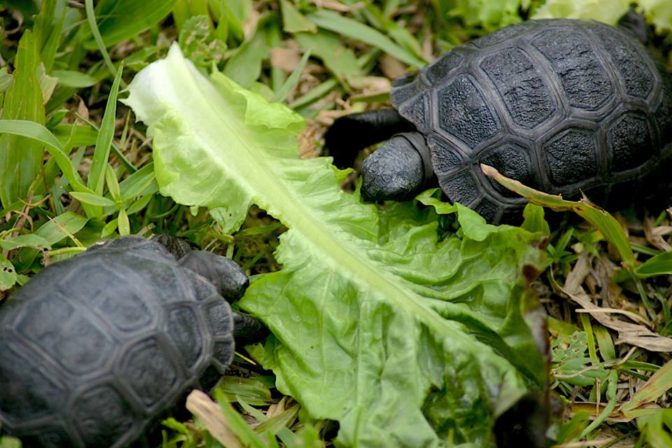 Aldabra Breeders