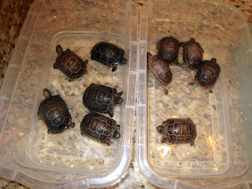 Aldabra Breeders