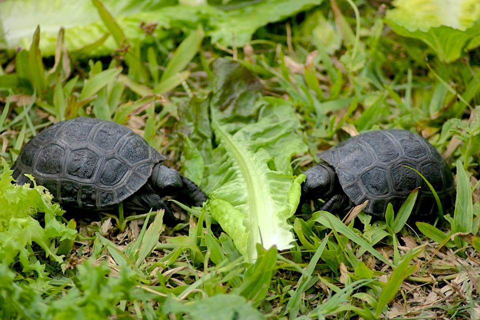 Aldabra Breeders
