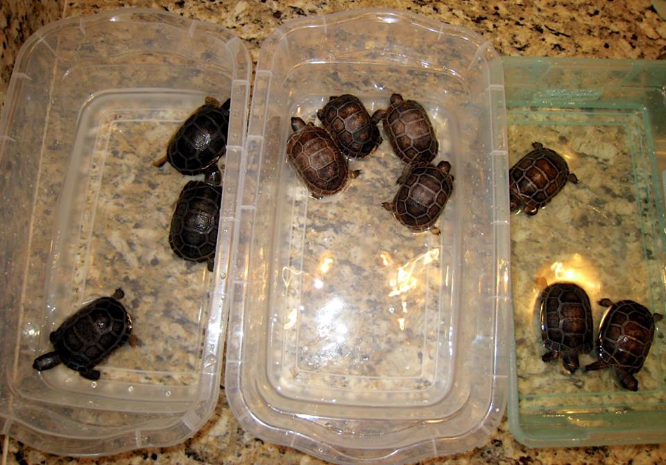 Aldabra Breeders