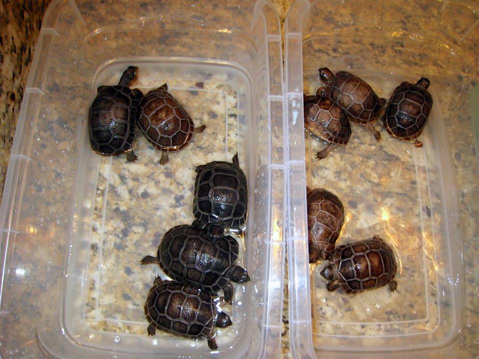 Aldabra Breeders