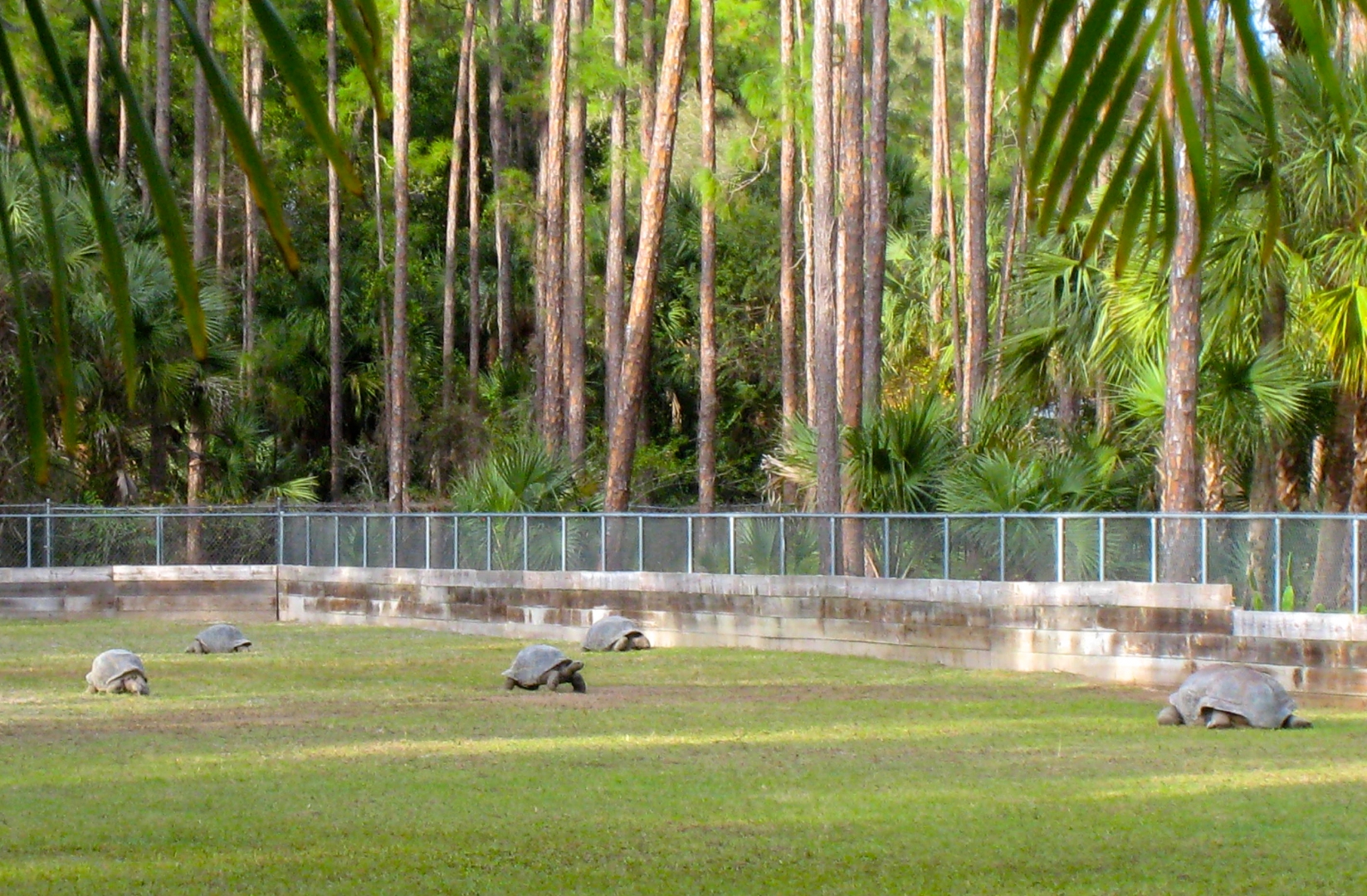 Aldabra Breeders