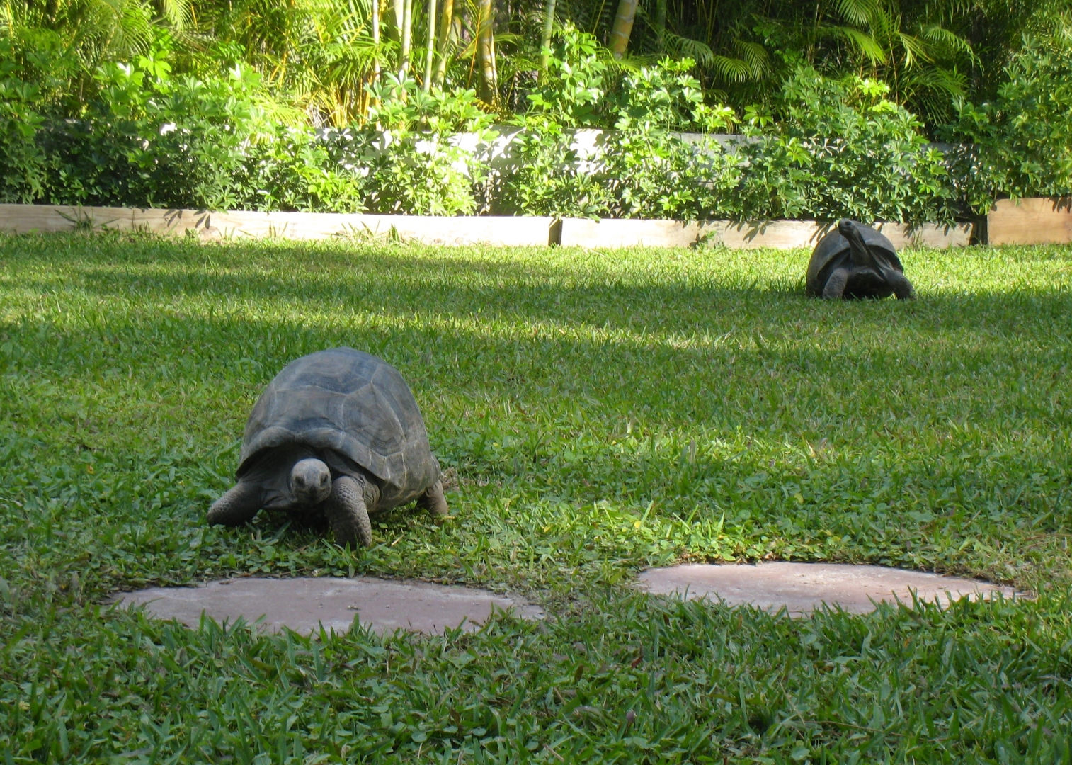 Aldabra Breeders