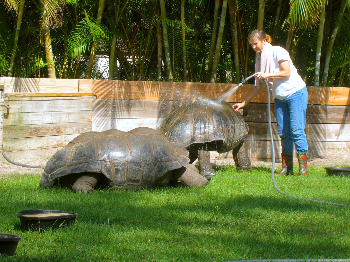 Aldabra Breeders