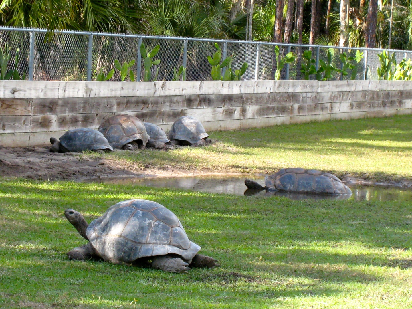 Aldabra Breeders