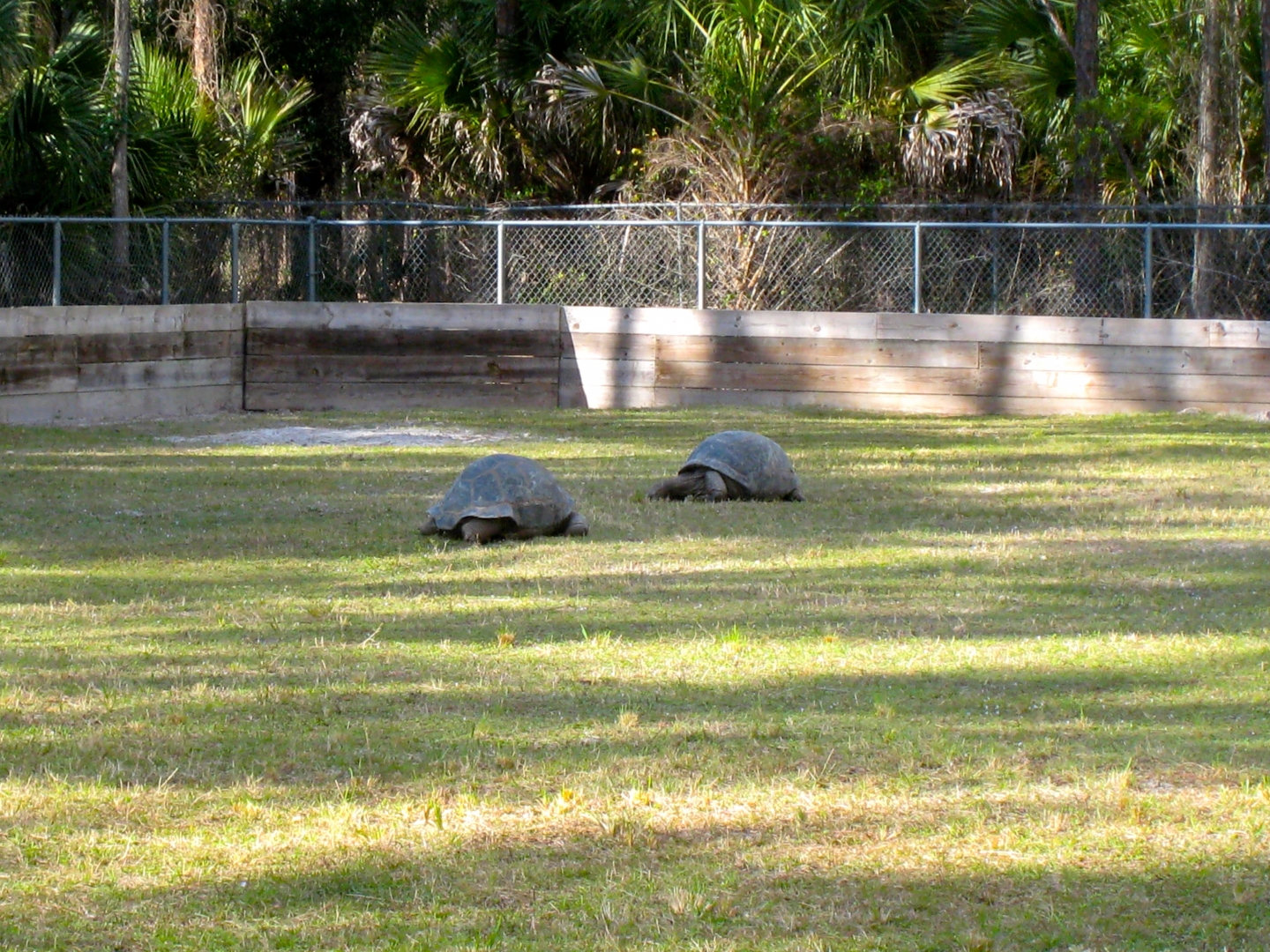 Aldabra Breeders