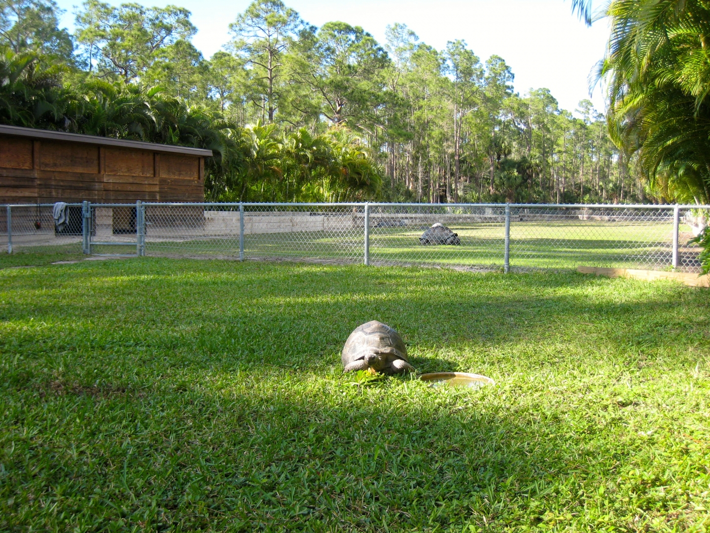 Aldabra Breeders