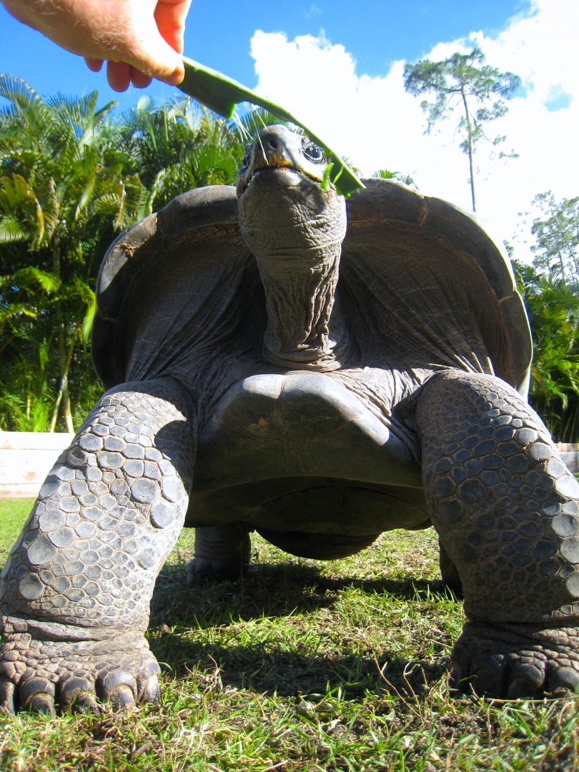 Aldabra Breeders