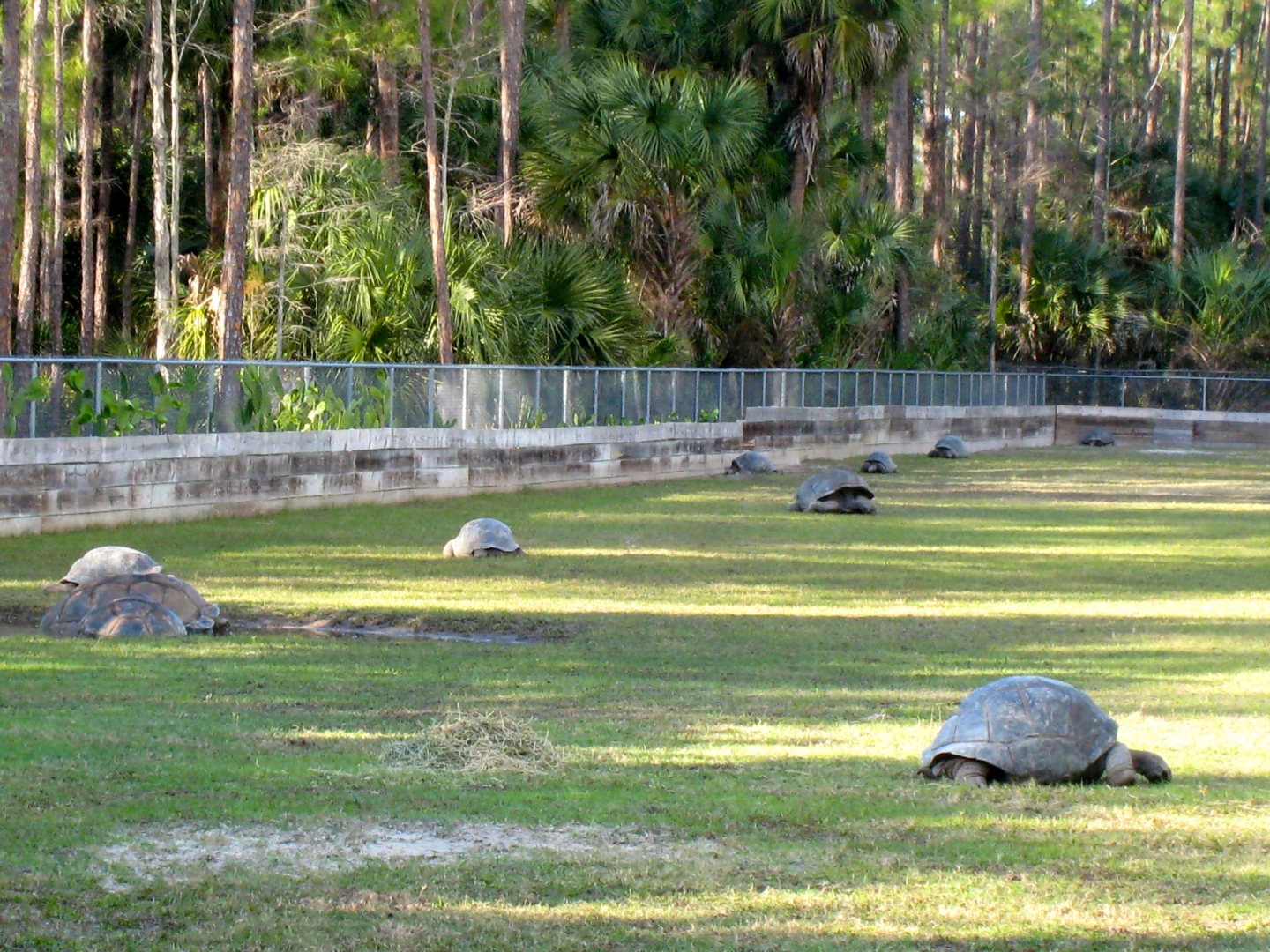 Aldabra Breeders