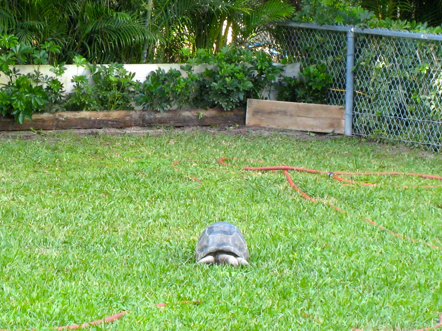 Aldabra Breeders