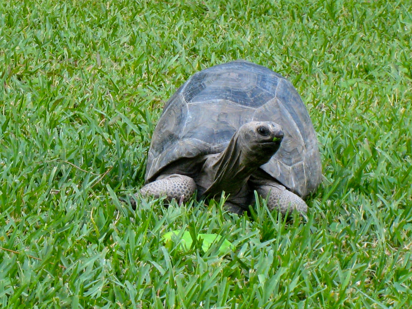 Aldabra Breeders