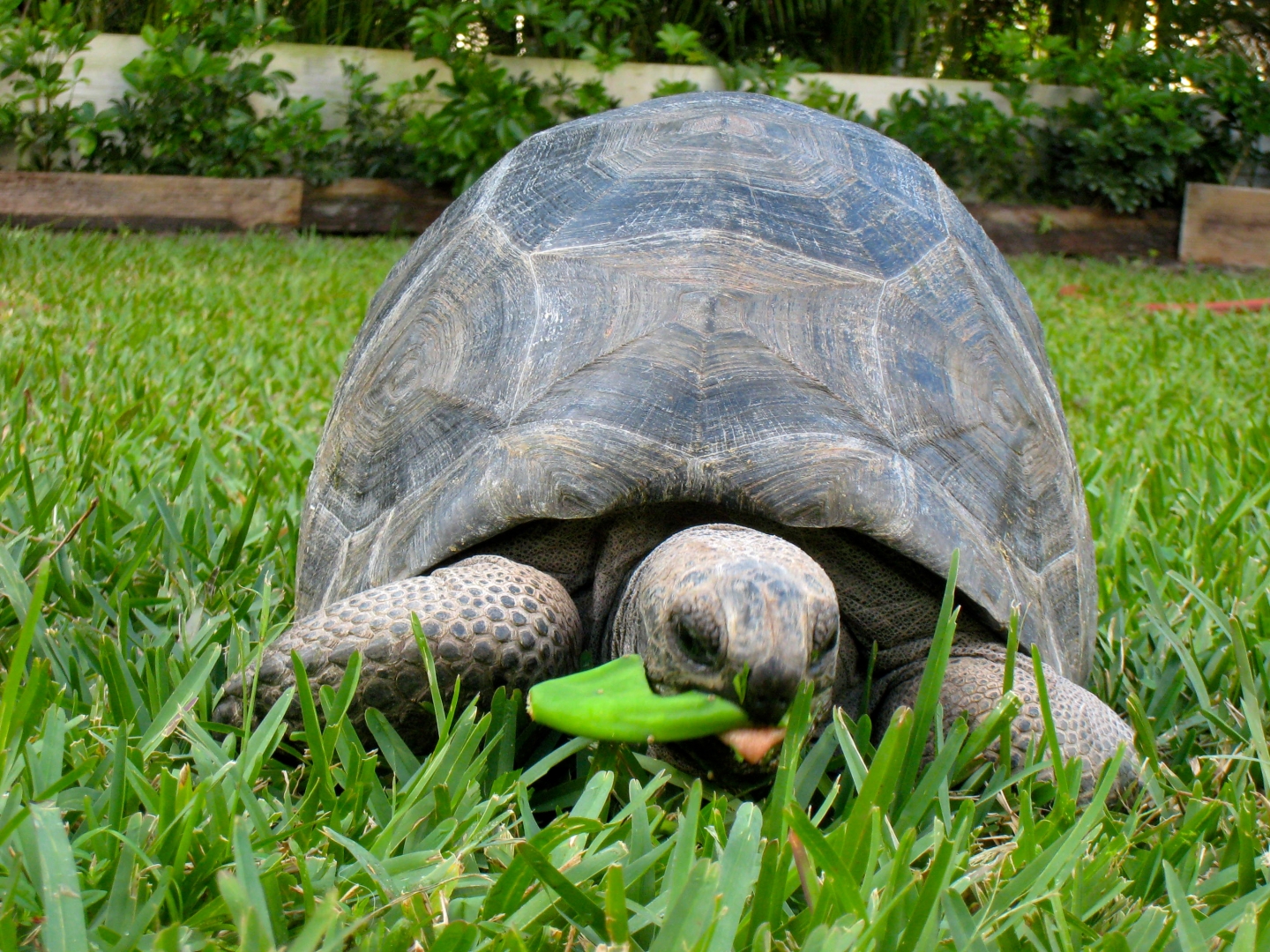 Aldabra Breeders