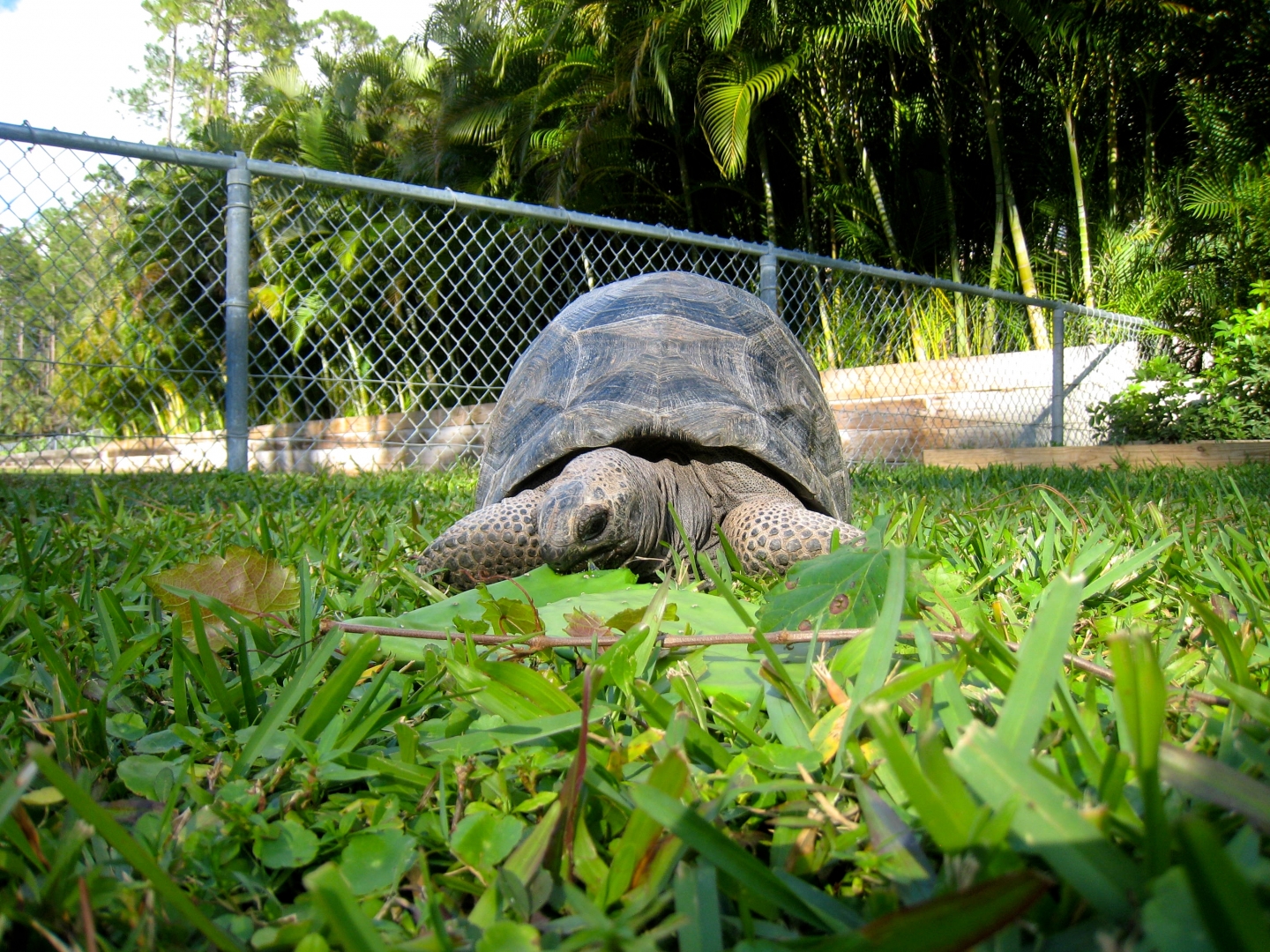 Aldabra Breeders