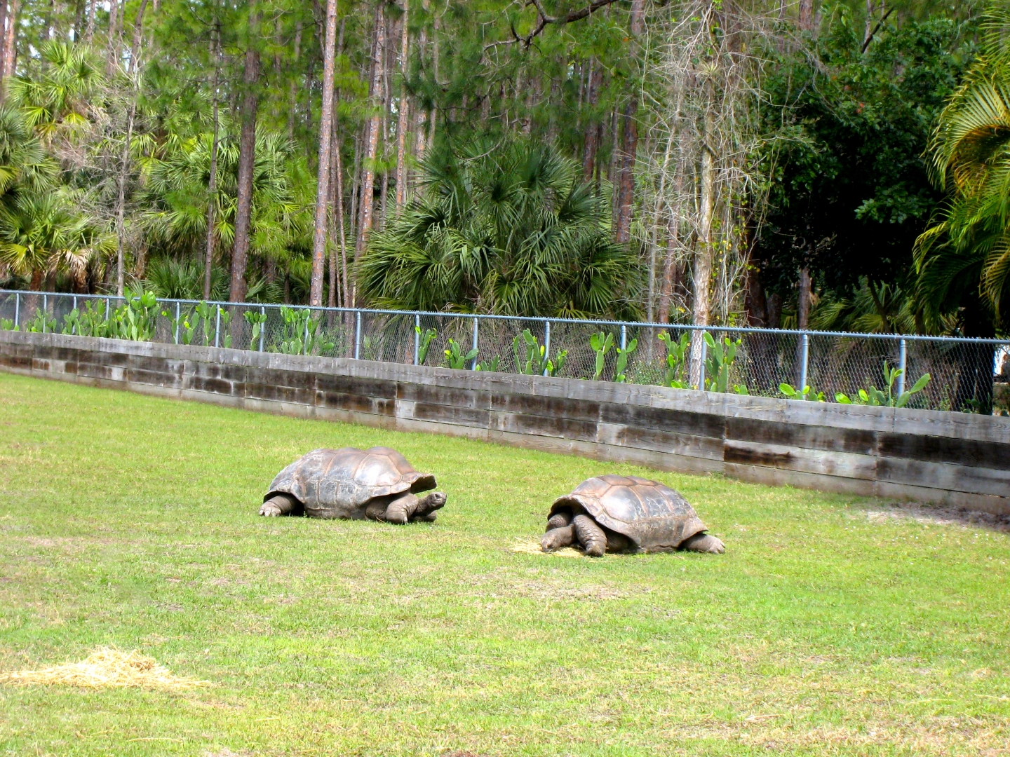 Aldabra Breeders