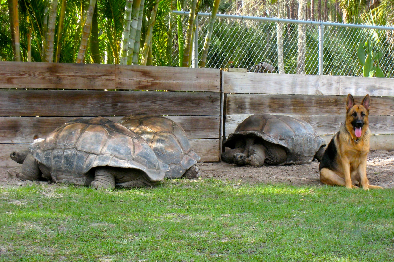 Aldabra Breeders