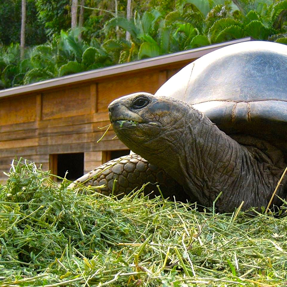 Aldabra Breeders
