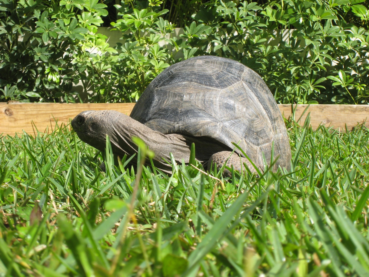 Aldabra Breeders