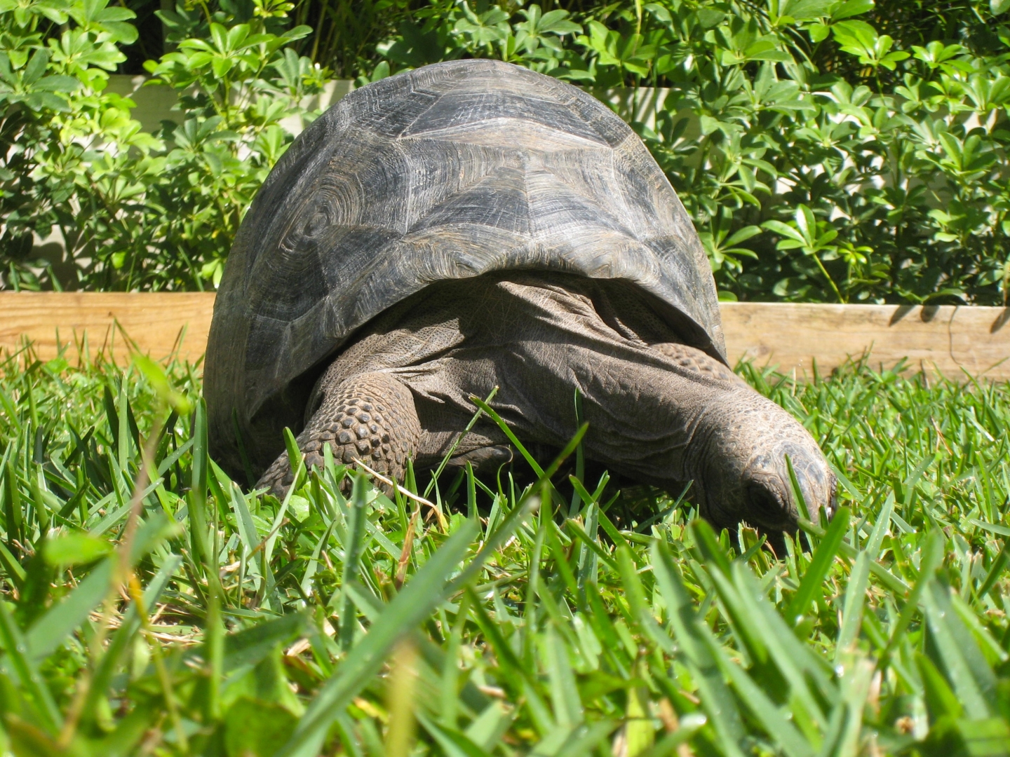 Aldabra Breeders