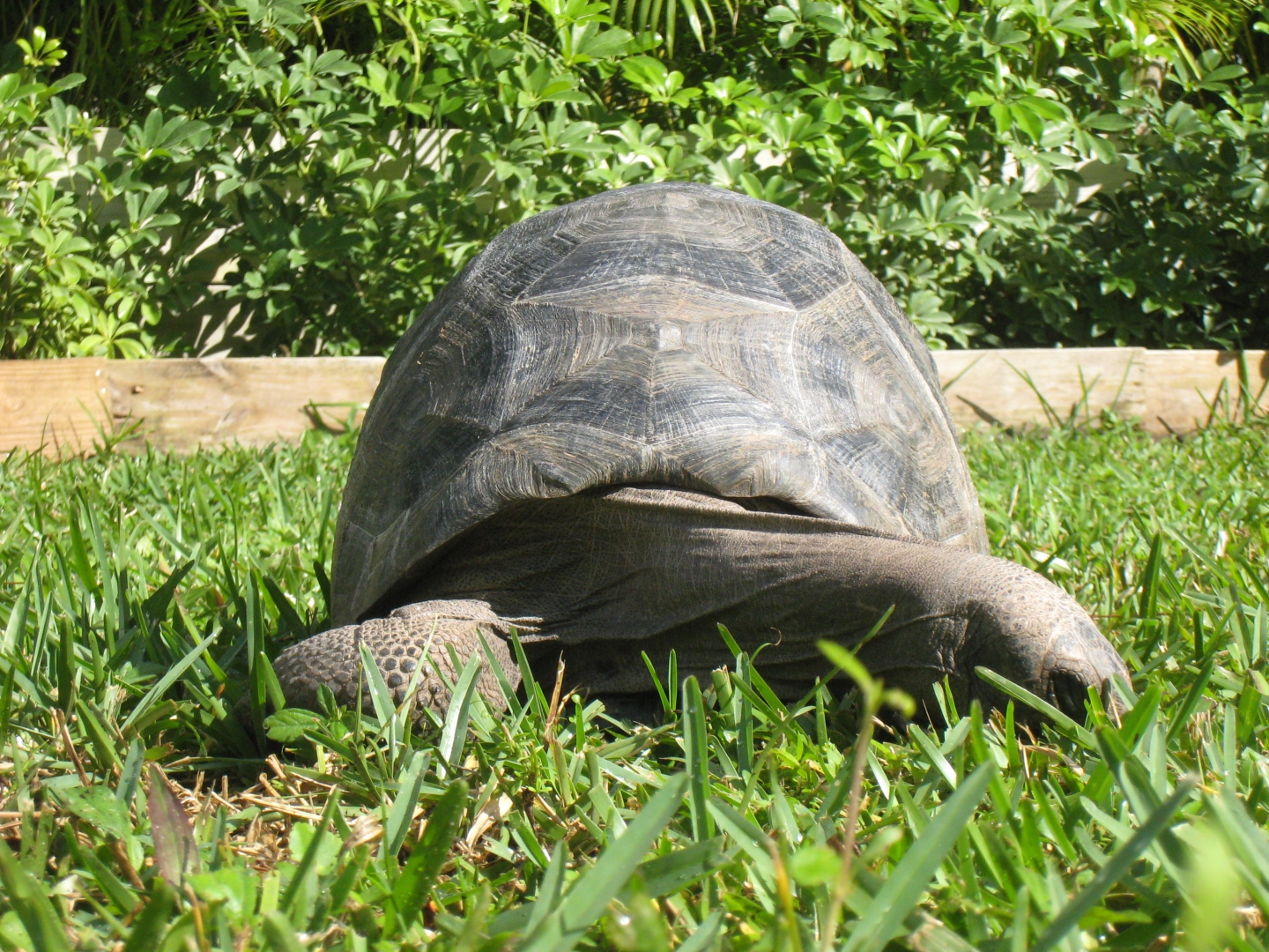 Aldabra Breeders