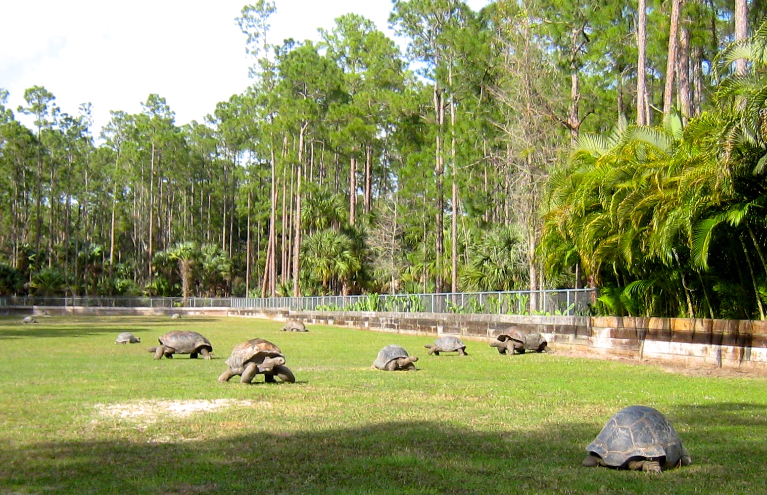 Aldabra Breeders