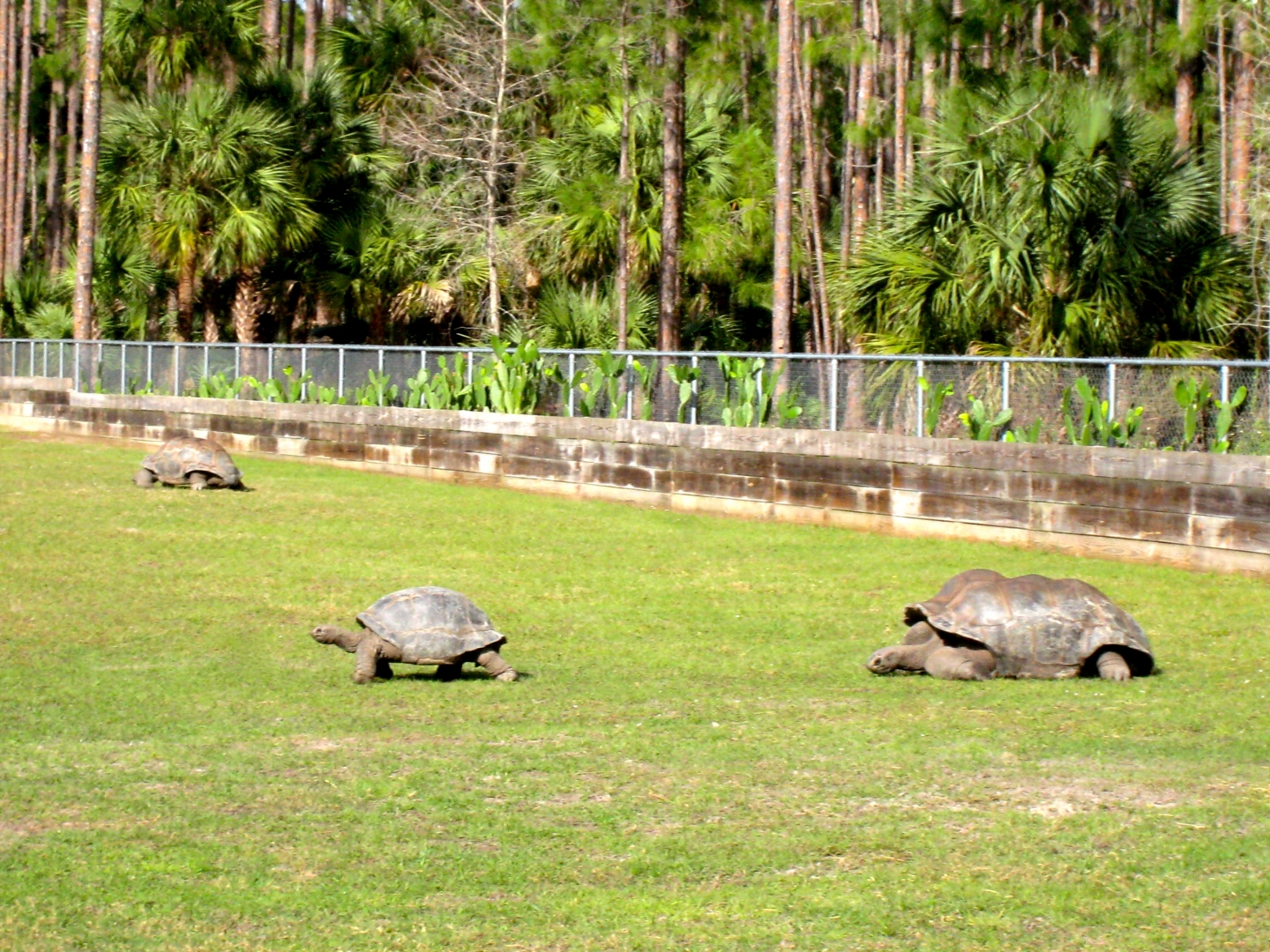 Aldabra Breeders