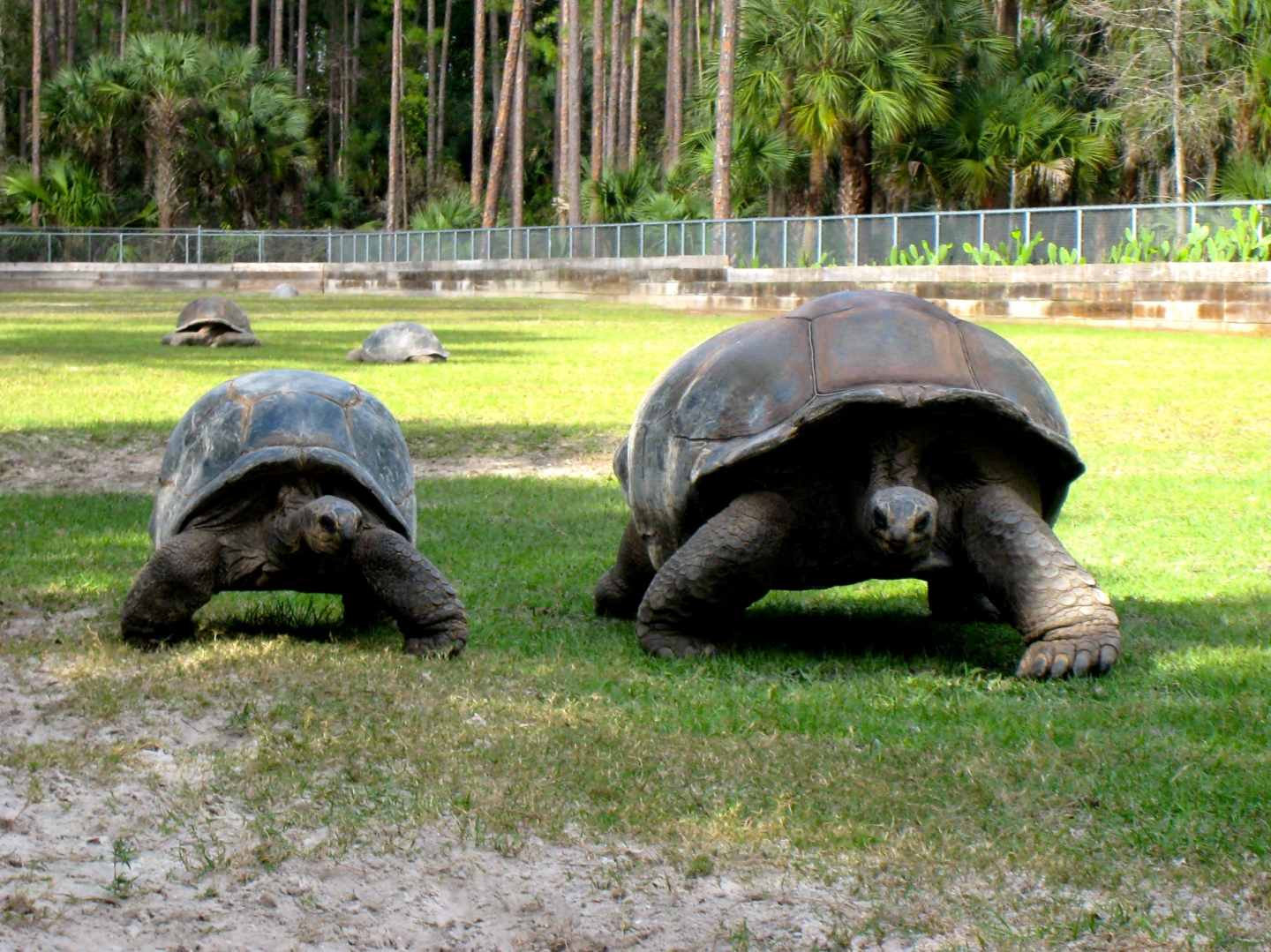 Aldabra Breeders