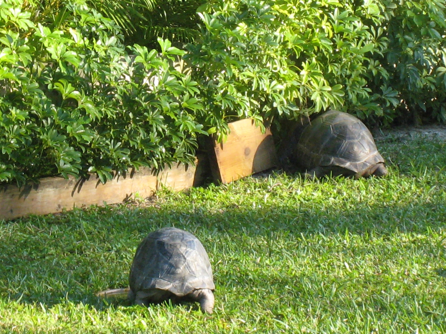 Aldabra Breeders