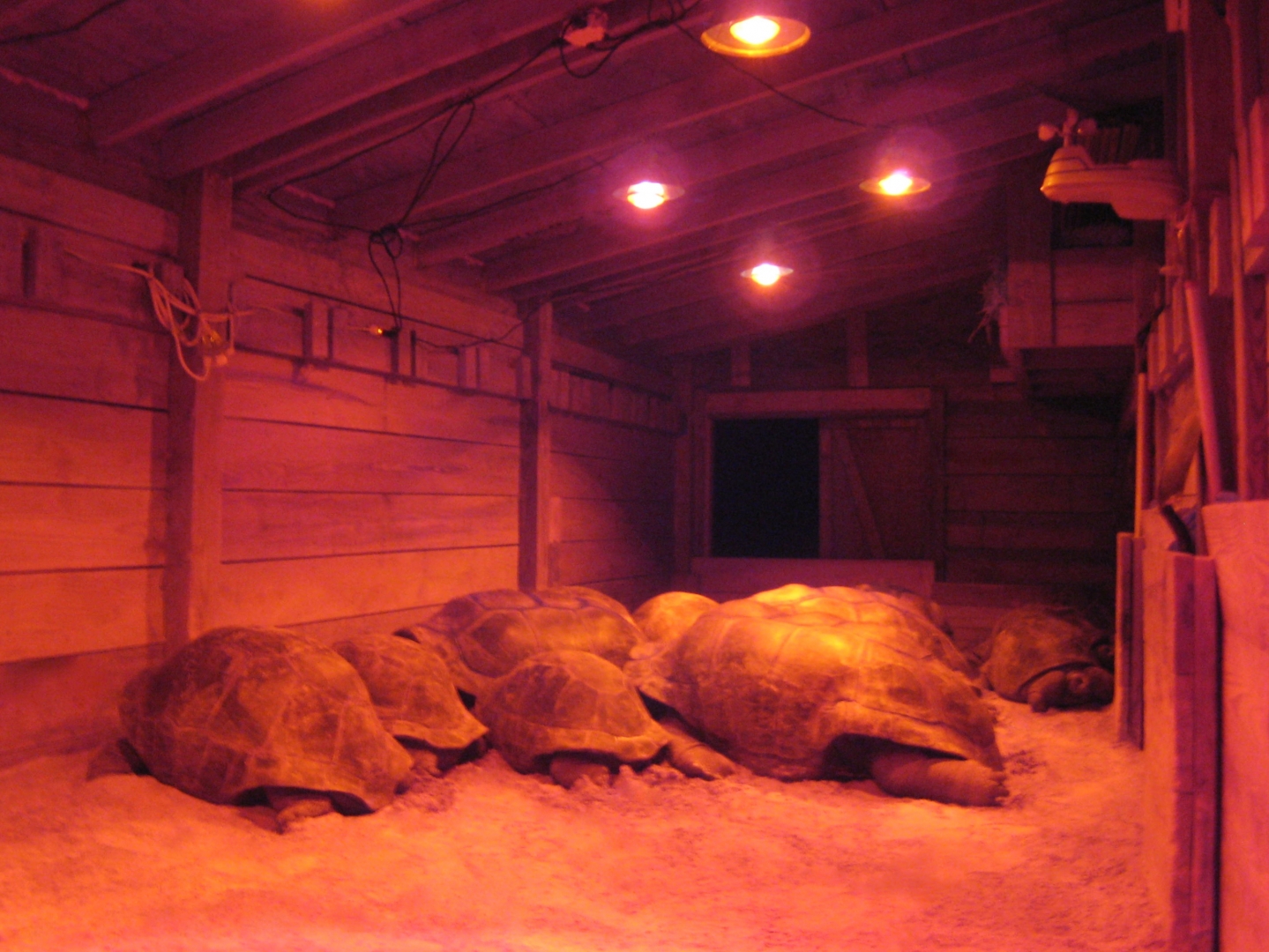 Aldabra Breeders