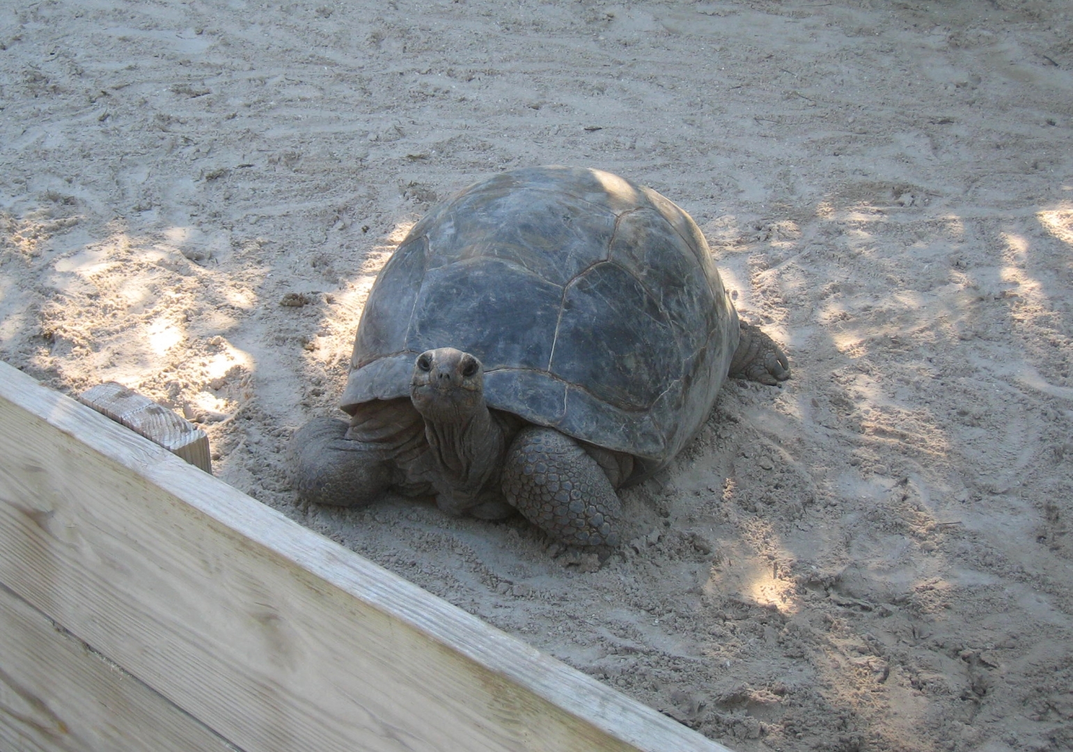 Aldabra Breeders
