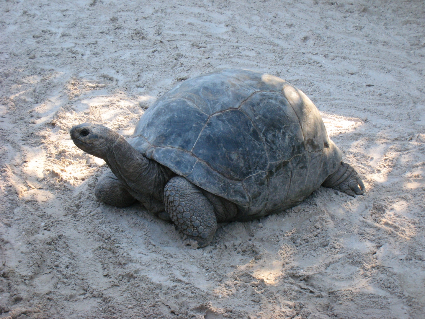 Aldabra Breeders