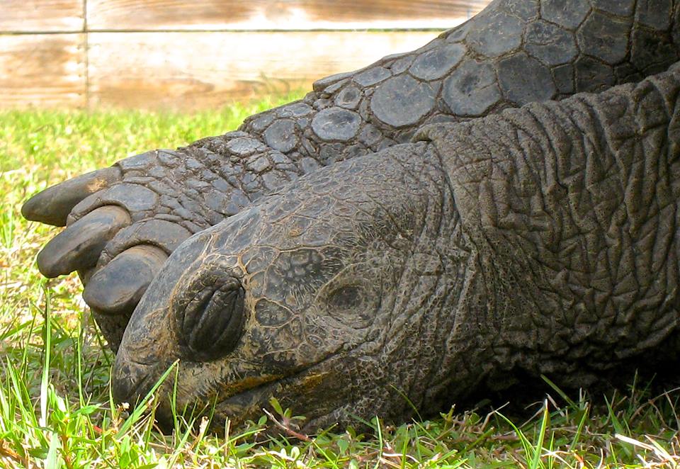 Aldabra Breeders